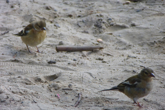 Chaffinches