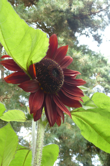 Our sunflower was the biggest in the whole school garden